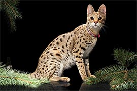 Котята Саванны F1 питомника экзотических кошек EXOCATS.RU