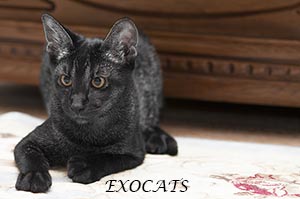 Чаузи Ф1/Chausie F1 Black Ticked Tabby питомника EXOCATS