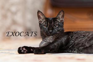 Чаузи Ф1/Chausie F1 Black Ticked Tabby питомника EXOCATS