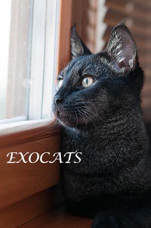 Чаузи Ф1/Chausie F1 Black Ticked Tabby питомника EXOCATS