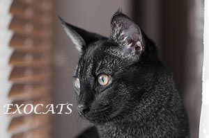 Чаузи Ф1/Chausie F1 Black Ticked Tabby питомника EXOCATS