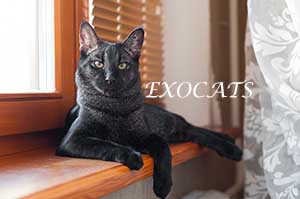 Чаузи Ф1/Chausie F1 Black Ticked Tabby питомника EXOCATS