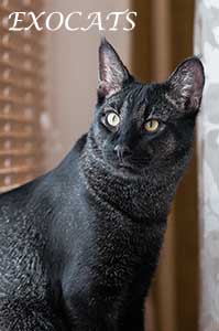 Чаузи Ф1/Chausie F1 Black Ticked Tabby питомника EXOCATS