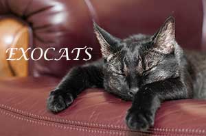 Чаузи Ф1/Chausie F1 Black Ticked Tabby питомника EXOCATS