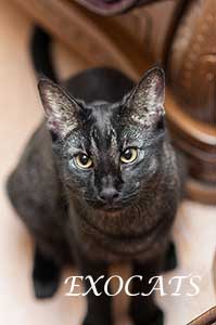 Чаузи Ф1/Chausie F1 Black Ticked Tabby питомника EXOCATS