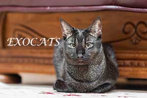 Чаузи Ф1/Chausie F1 Black Ticked Tabby питомника EXOCATS