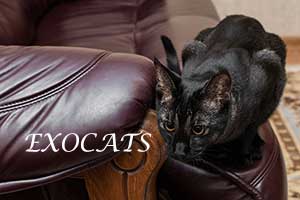 Чаузи Ф1/Chausie F1 Black Ticked Tabby питомника EXOCATS
