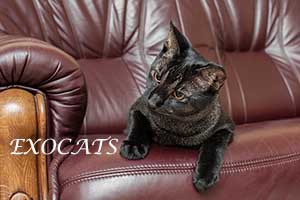 Чаузи Ф1/Chausie F1 Black Ticked Tabby питомника EXOCATS