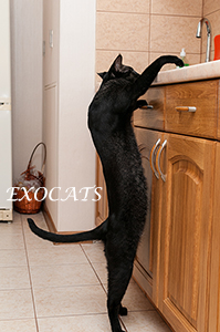 Чаузи Ф1/Chausie F1 Black Ticked Tabby питомника EXOCATS