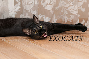 Чаузи Ф1/Chausie F1 Black Ticked Tabby питомника EXOCATS