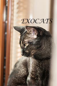 Чаузи Ф1/Chausie F1 Black Ticked Tabby питомника EXOCATS
