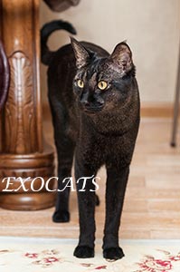 Чаузи Ф1/Chausie F1 Black Ticked Tabby питомника EXOCATS