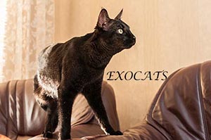 Чаузи Ф1/Chausie F1 Black Ticked Tabby питомника EXOCATS