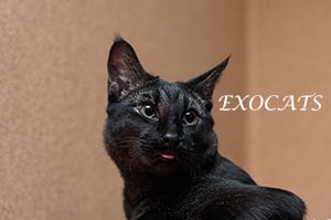 Чаузи Ф1/Chausie F1 Black Ticked Tabby питомника EXOCATS