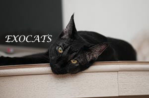 Чаузи Ф1/Chausie F1 Black Ticked Tabby питомника EXOCATS