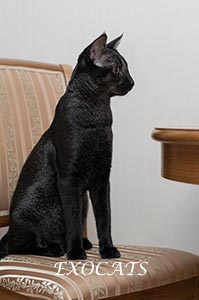 Чаузи Ф1/Chausie F1 Black Ticked Tabby питомника EXOCATS