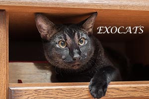 Чаузи Ф1/Chausie F1 Black Ticked Tabby питомника EXOCATS