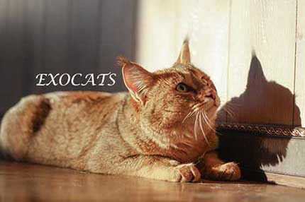 Чаузи Ф1/Chausie F1 питомника EXOCATS