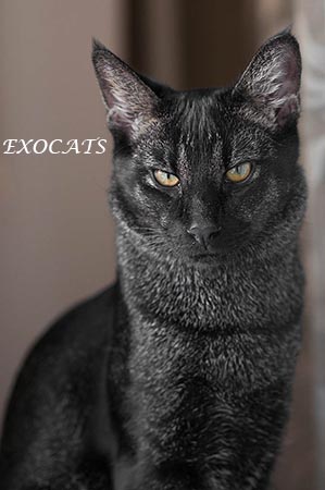 Чаузи Ф1/Chausie F1 Black Ticked Tabby питомника EXOCATS