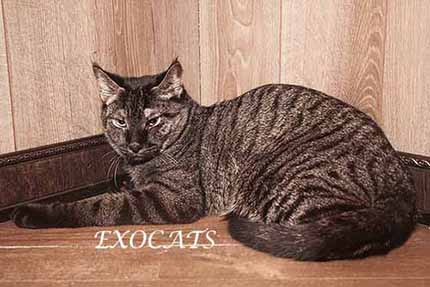 Чаузи Ф1/Chausie F1 Black Ticked Tabby питомника EXOCATS