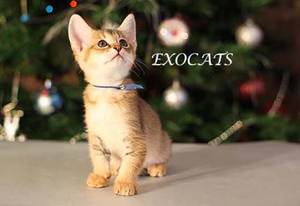Чаузи Ф1/Chausie F1 котенок питомника EXOCATS