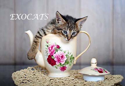 Чаузи Ф1/Chausie F1 котенок питомника EXOCATS