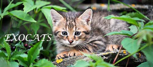 Чаузи Ф1/Chausie F1 котенок питомника EXOCATS