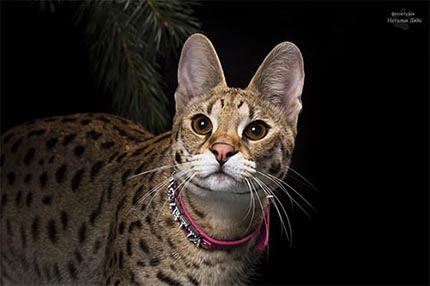 Кошка Саванна Ф1/Savannah F1 питомника EXOCATS