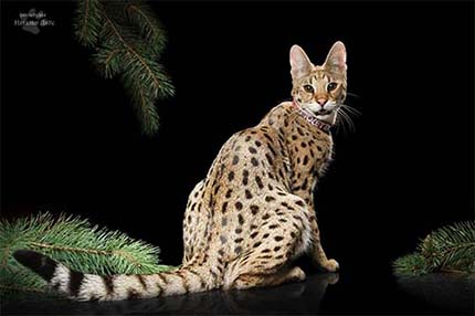 Кошка Саванна Ф1/Savannah F1 питомника EXOCATS