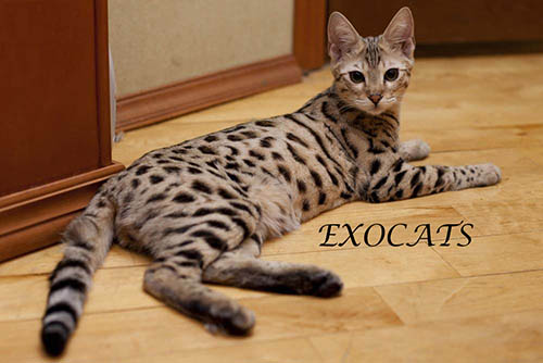 Кошка Саванна Ф1/Savannah F1 питомника EXOCATS