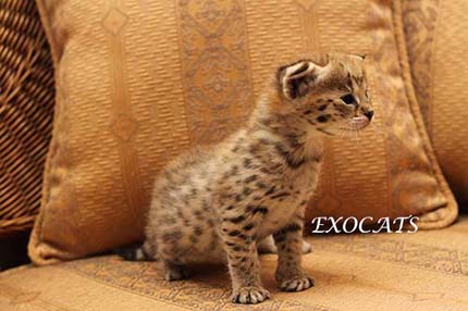 Саванна Ф1/Savannah F1 котенок питомника EXOCATS