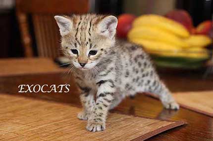 Саванна Ф1/Savannah F1 котенок питомника EXOCATS Саванна Ф1/Savannah F1 котенок питомника EXOCATS