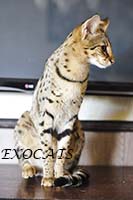 Саванна Ф1/Savannah F1