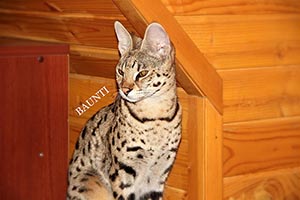 Саванна Ф1/Savannah F1 Санкт-Петербург