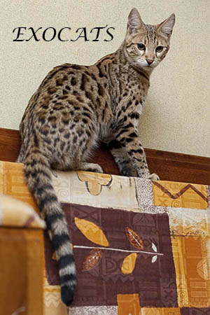 Саванна Ф1/Savannah F1 питомника EXOCATS
