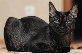 Котята Чаузи F1 питомника экзотических кошек EXOCATS.RU