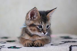 Котята Чаузи F1 питомника экзотических кошек EXOCATS.RU
