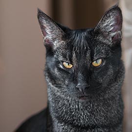Чаузи Ф1/Chausie F1 - описание породы, цена, фото. Питомник экзотических кошек EXOCATS