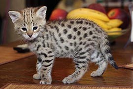 Котята Саванны F1 питомника экзотических кошек EXOCATS.RU