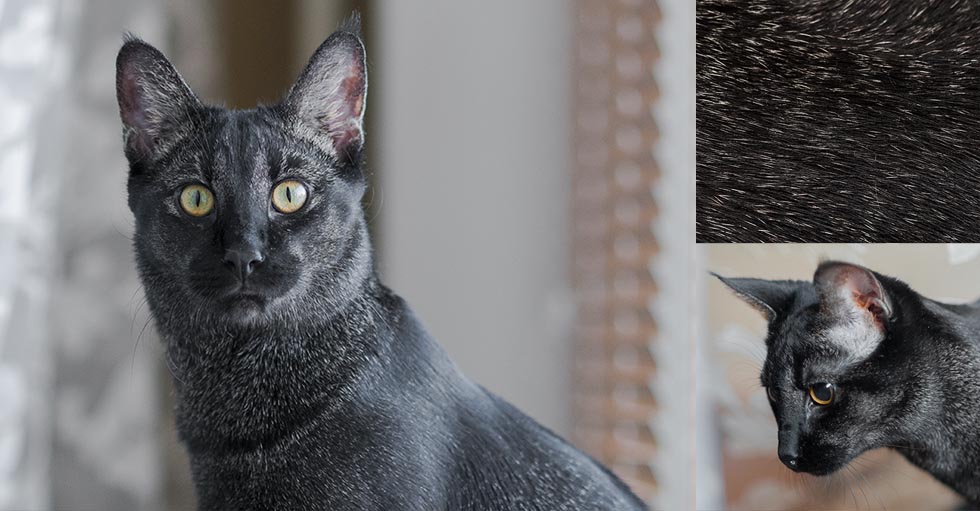 Котенок Чаузи F1